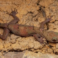 Cyrtodactylus subsolanus Batuwita & Bahir, 2005